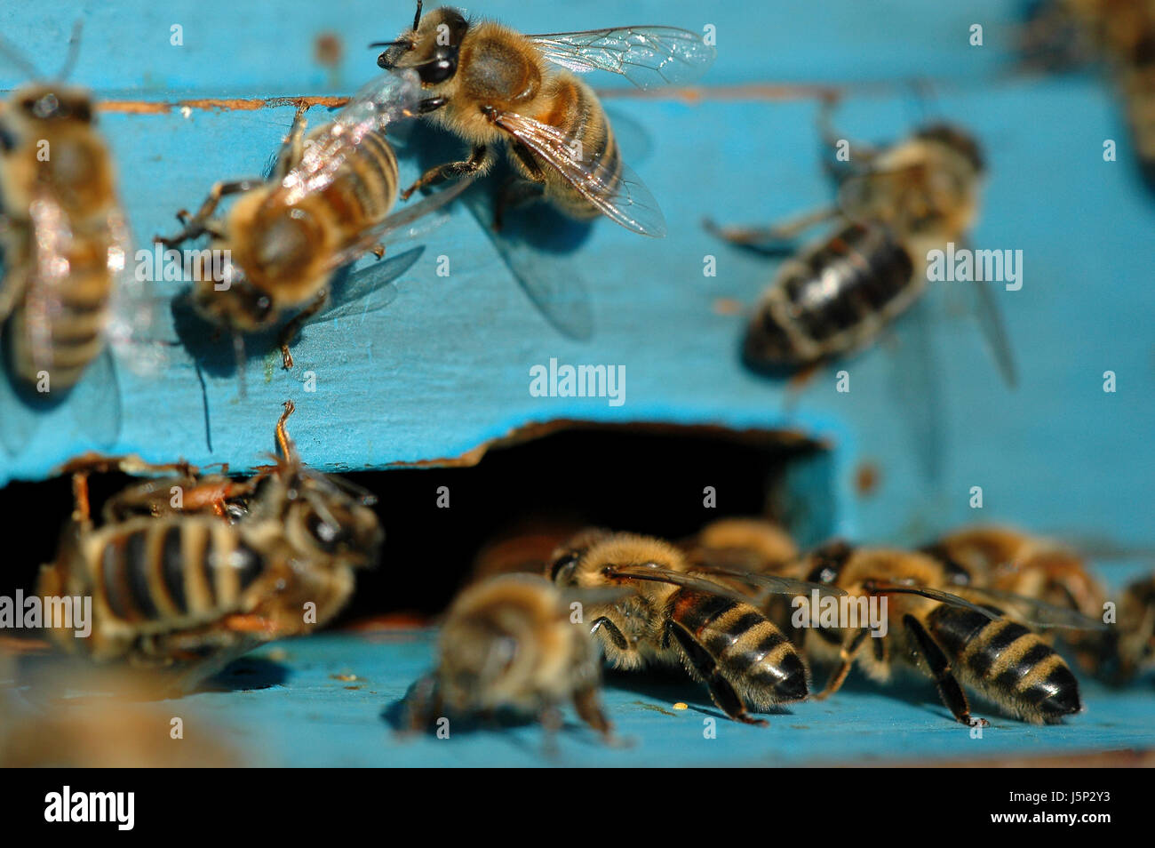 Blaues Essen Nahrungsmittel soziale Farbe Insekten braun bräunlich Brünette Kolonie Zucker Stockfoto