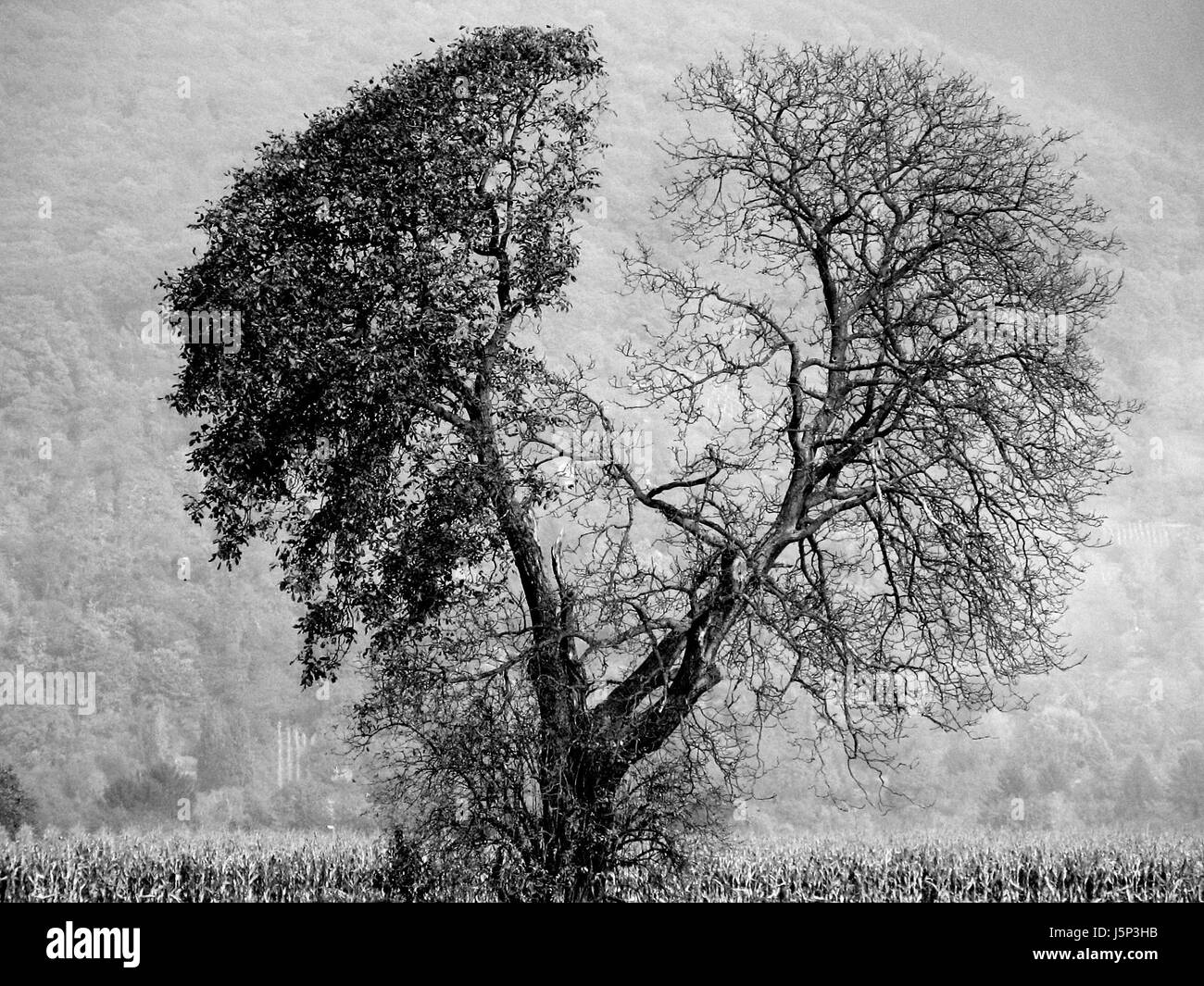 sterben Sie Baum Feld schwarze dunkelhäutige kohlschwarze tiefschwarze leer europäischen kaukasischen Stockfoto