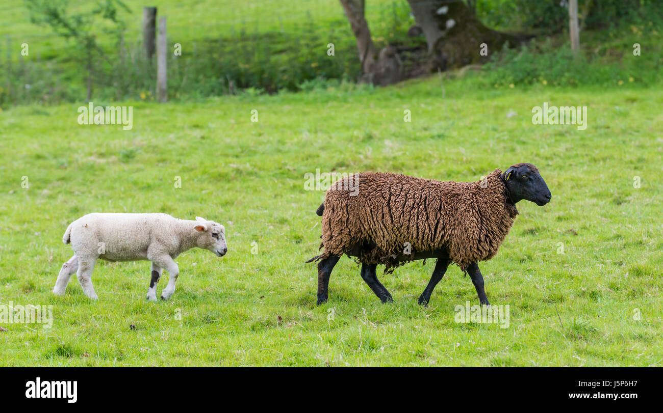 Lamm nach ein Schaf über ein Feld. Stockfoto
