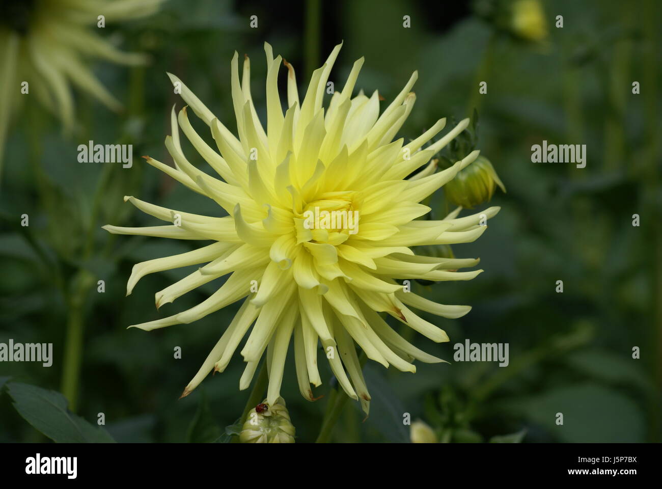 schöne beauteously schöne Makro Nahaufnahme Makro Aufnahme Nahaufnahme Blick Garten Stockfoto