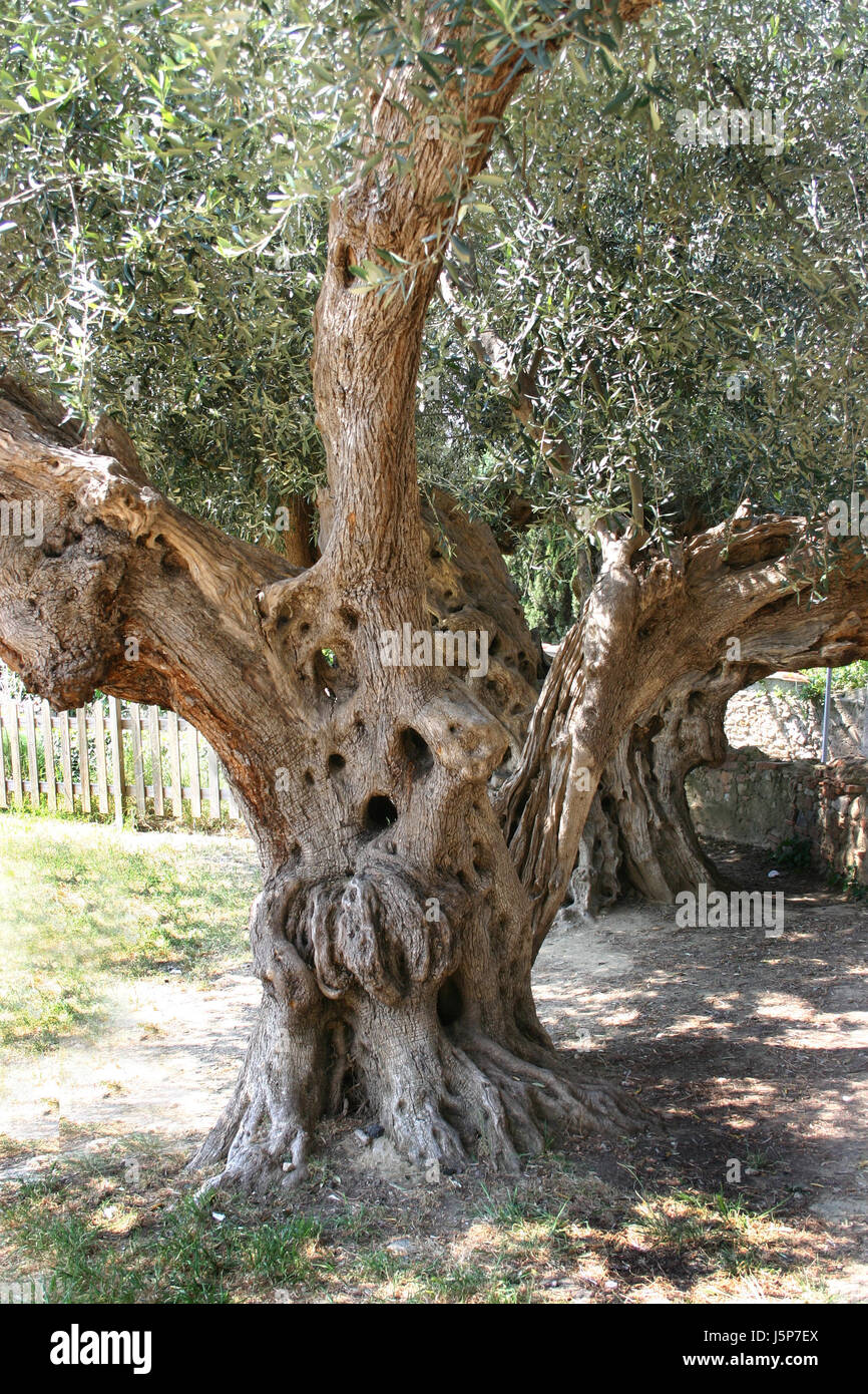 Baum Botanik Toskana Oliven ehrwrdige Olivenbaum Struktur Italien alte  sdeuropa Stockfotografie - Alamy