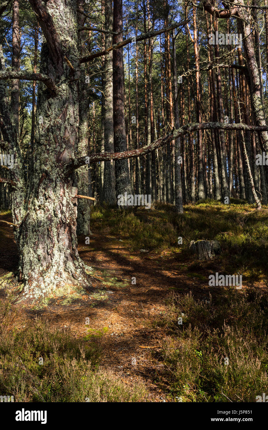 Caledonian Wald am Loch Garten in den Highlands von Schottland. Stockfoto