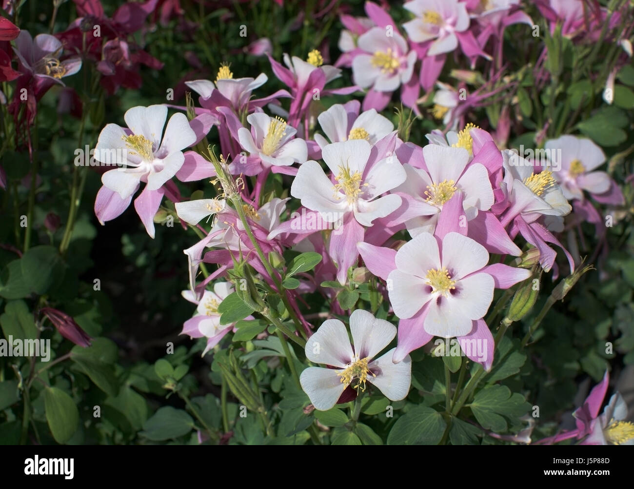 Weiss rot Akleja Akelei stieg Blumen Closeup im Sonnenlicht. Stockfoto