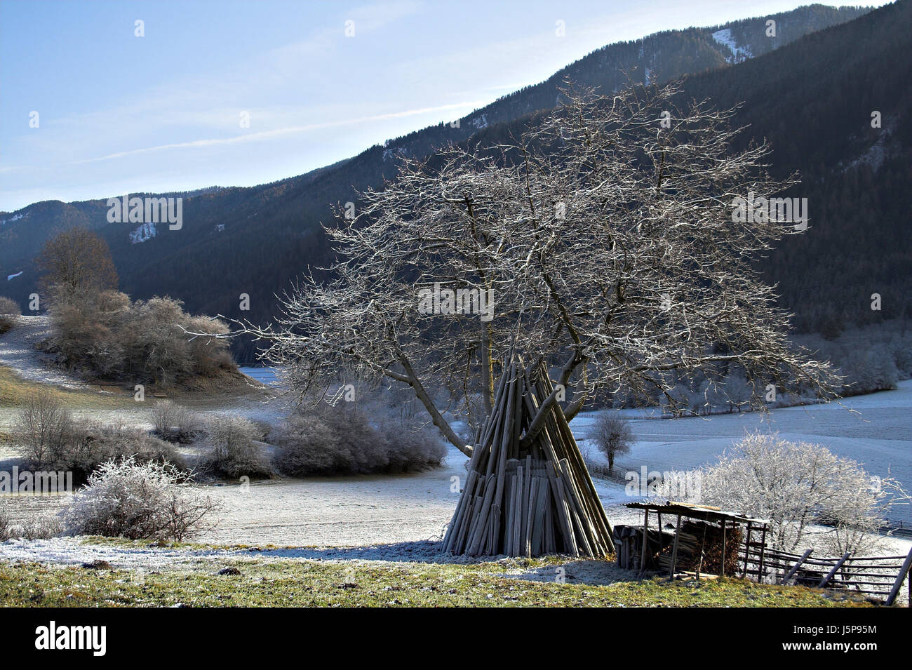schöne beauteously schöne Baum Holz kalt Süd Tirol reif Winterfrost Stockfoto