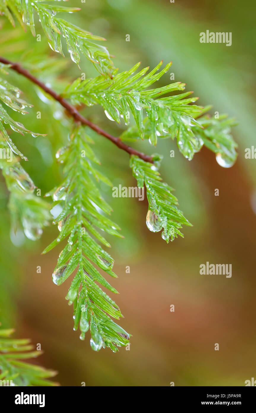 Sumpf Zypresse, Taxodium Distichum, Regentropfen, die nach einer Dusche von grünem Laub hängen. Stockfoto