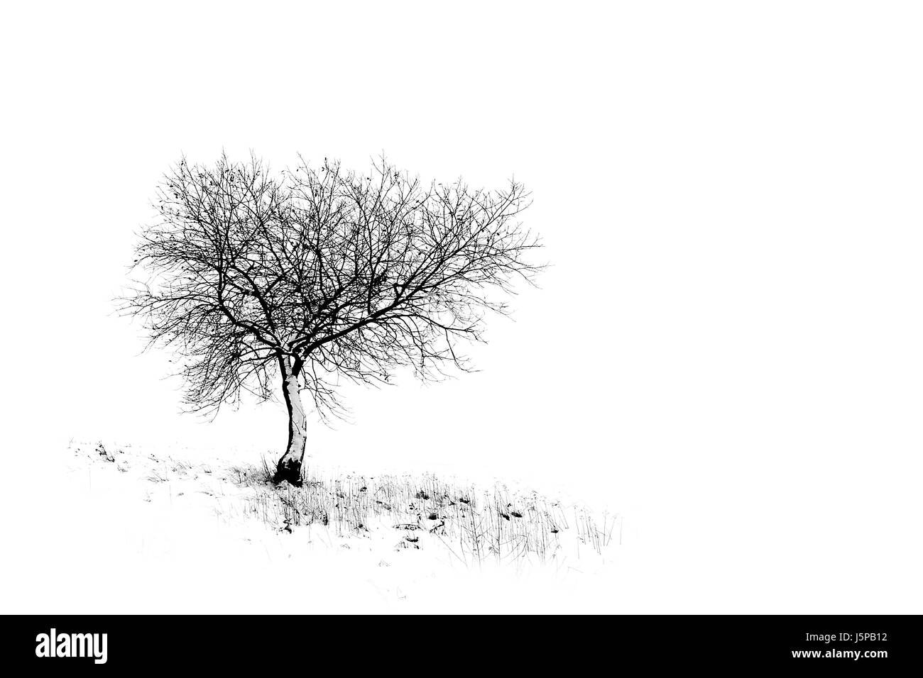 Baum kalten verschneiten Gräser windigen überstrahlt Solitär Monochrom schwarzweiss Stockfoto