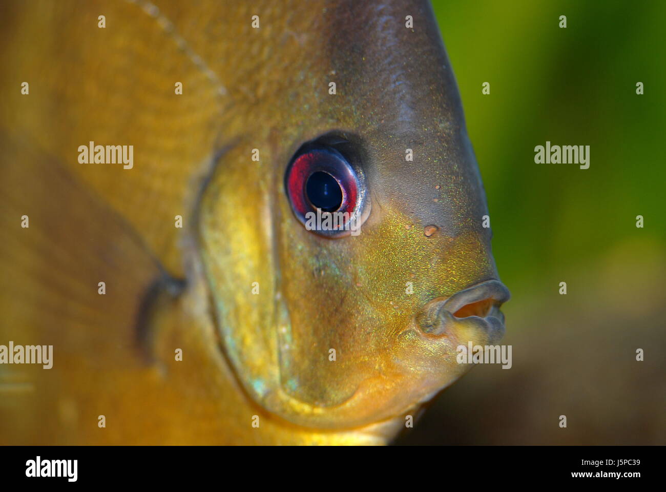 Makro Nahaufnahme Makro Aufnahme hautnah Ansicht grün Mund Tiere Porträt Auge Stockfoto