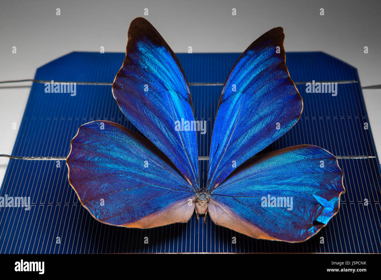 (170518)--CANBERRA, 18. Mai 2017 (Xinhua)--Foto zur Verfügung gestellt von der Australian National University (ANU) zeigt eines blauen Morpho Schmetterlings auf einer Solarzelle bei ANU in Canberra, Australien, 16. Mai 2017. Schmetterlingsflügel verwendet werden, um neue Technologien in Solarzellen, inspirieren, sagte ANU Forscher, fügte hinzu, dass "Filterung" Licht ein wesentliches Merkmal des zukünftigen Solarprojekte sein könnte. (Xinhua/ANU) (Zw) Stockfoto