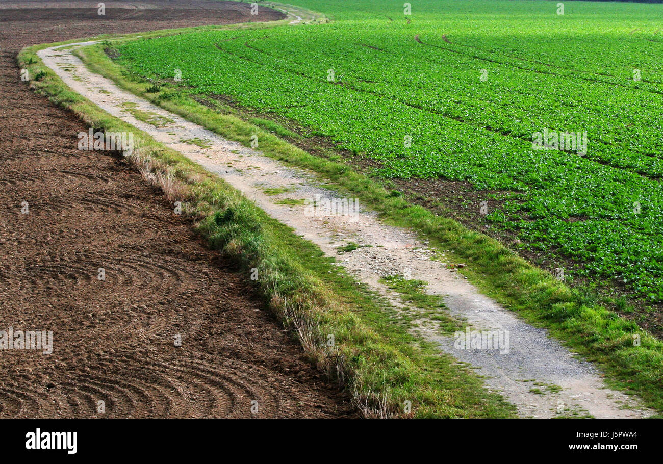 grüne Landwirtschaft Landwirtschaft Feldweg Feld Sinn Felder Hektar großen Agrarwirtschaft Stockfoto