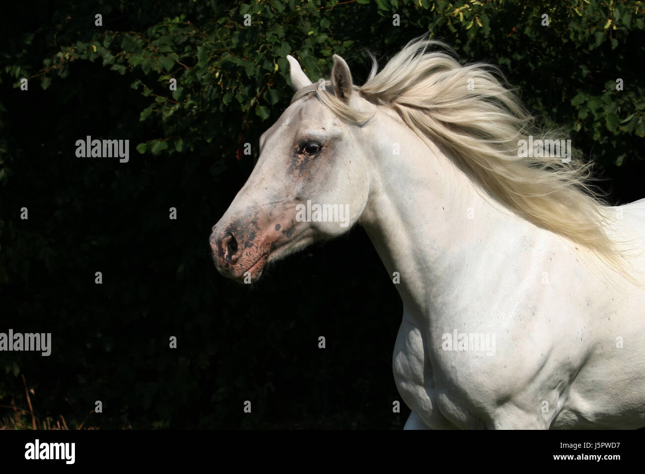 Appaloosa Stockfoto