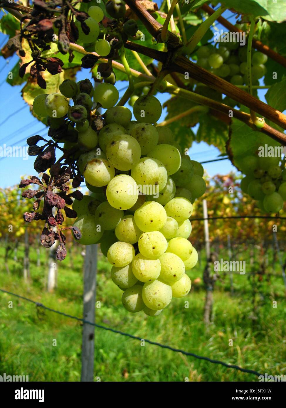 Glanz strahlt hell lucent leichte heitere leuchtende sonnigen Schweiz Trauben reif Stockfoto