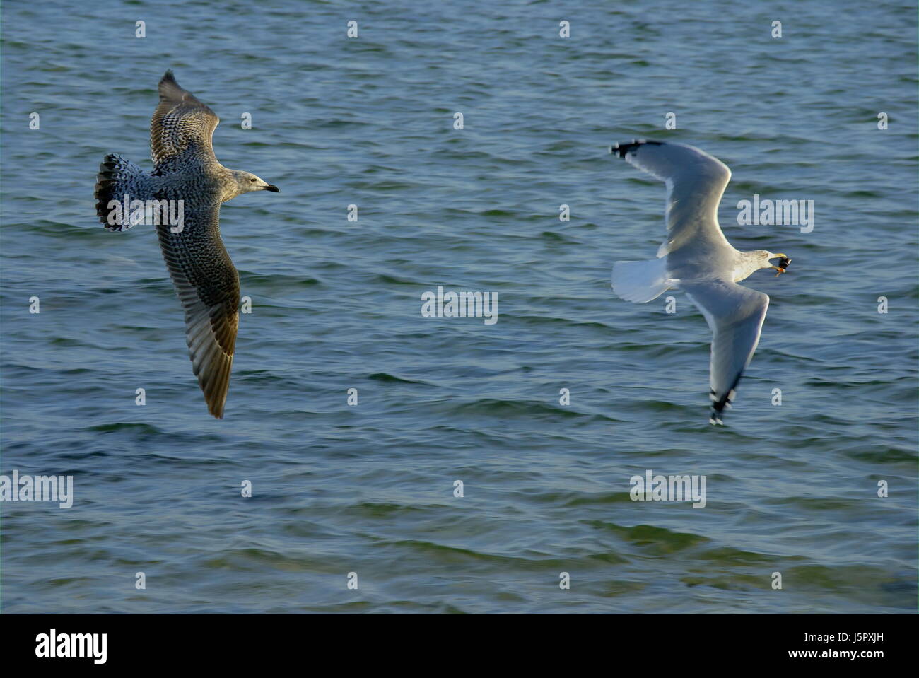 Flug Shell Flügel Jagd Schnabel flap danach Schnäbel gejagt flexibel schnell schnell Stockfoto