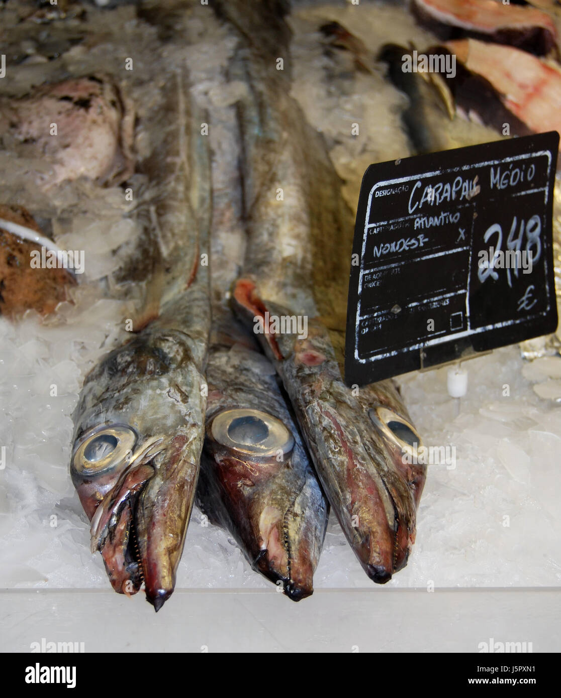 Mund Zähne Fisch Augen Atlantik Salzwasser Meer Ozean Wasser Portugal Beute Stockfoto