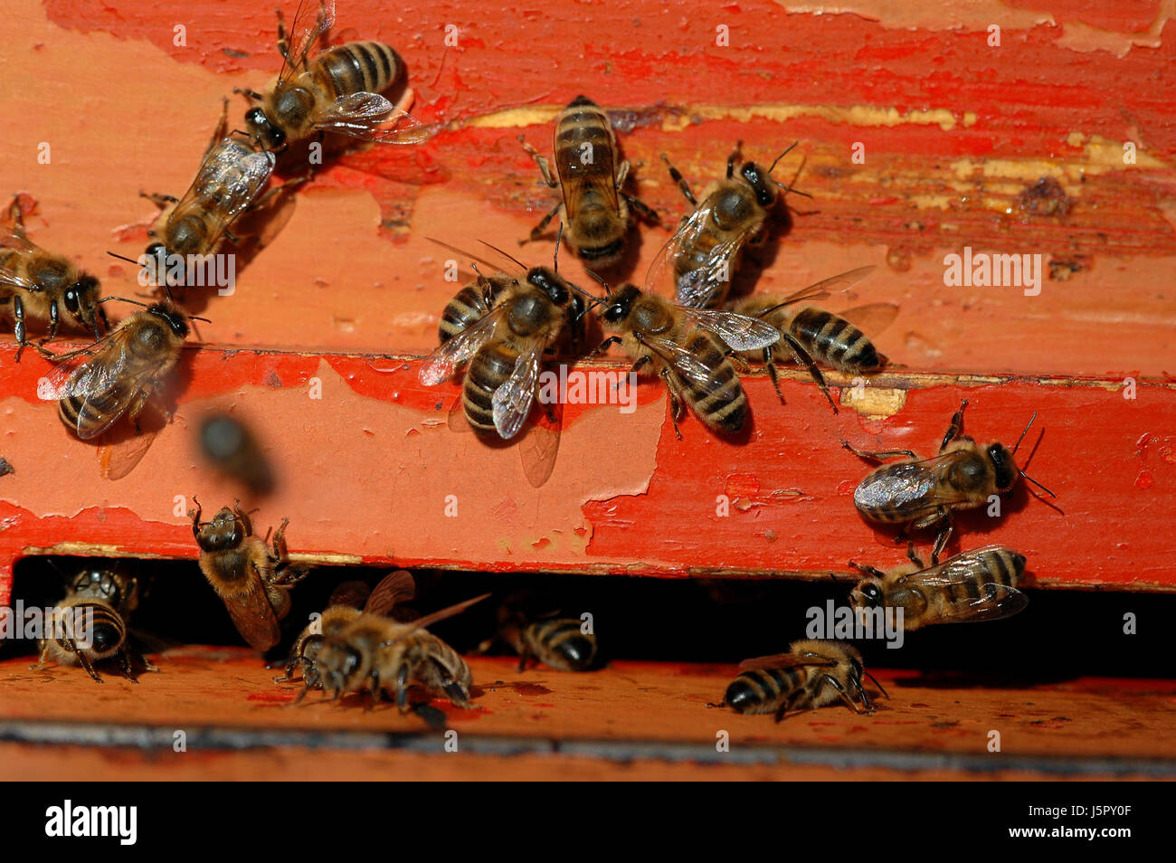 Futterinsekten Aliment soziale Farbe braun bräunlich Brünette Kolonie Zucker Bienen Stockfoto