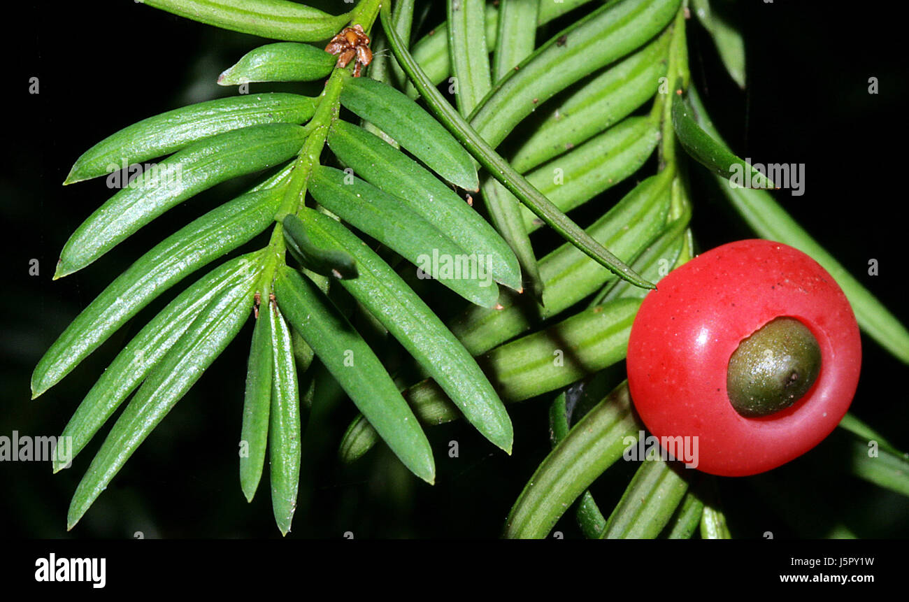 Gefahr Baum Garten Obst Nadeln Grten gemtlichen heimischen Nadelbaum Eibe  rote Bltter Stockfotografie - Alamy