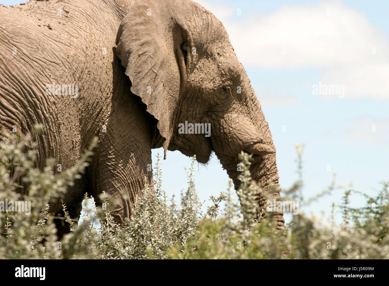 geschützten Tier Säugetier Afrikas Elfenbein stark geschützt Savanne Namibias Stockfoto