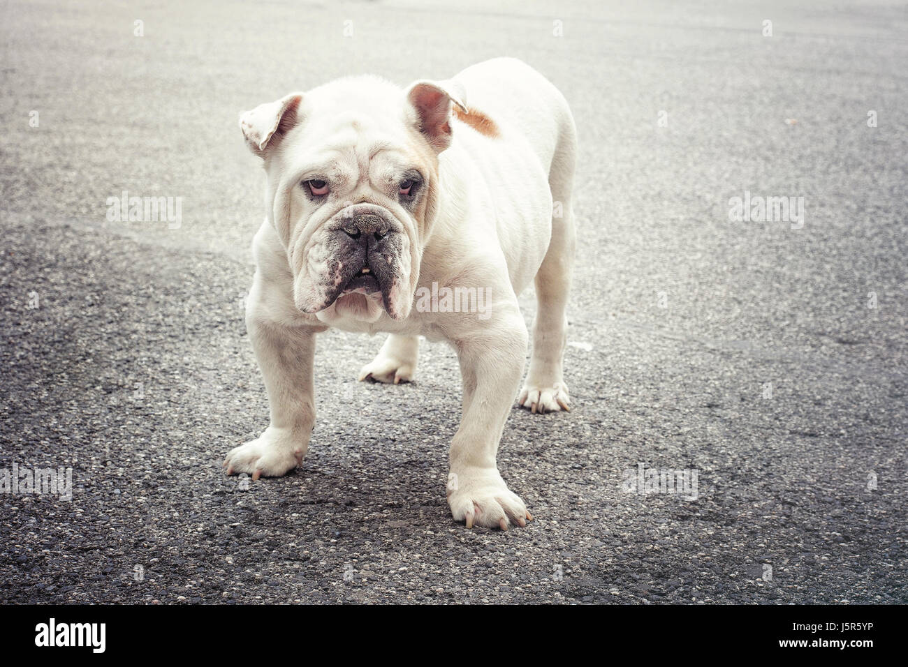 Haustier. Eine Bulldogge ist beim Fotografen suchen. Stockfoto