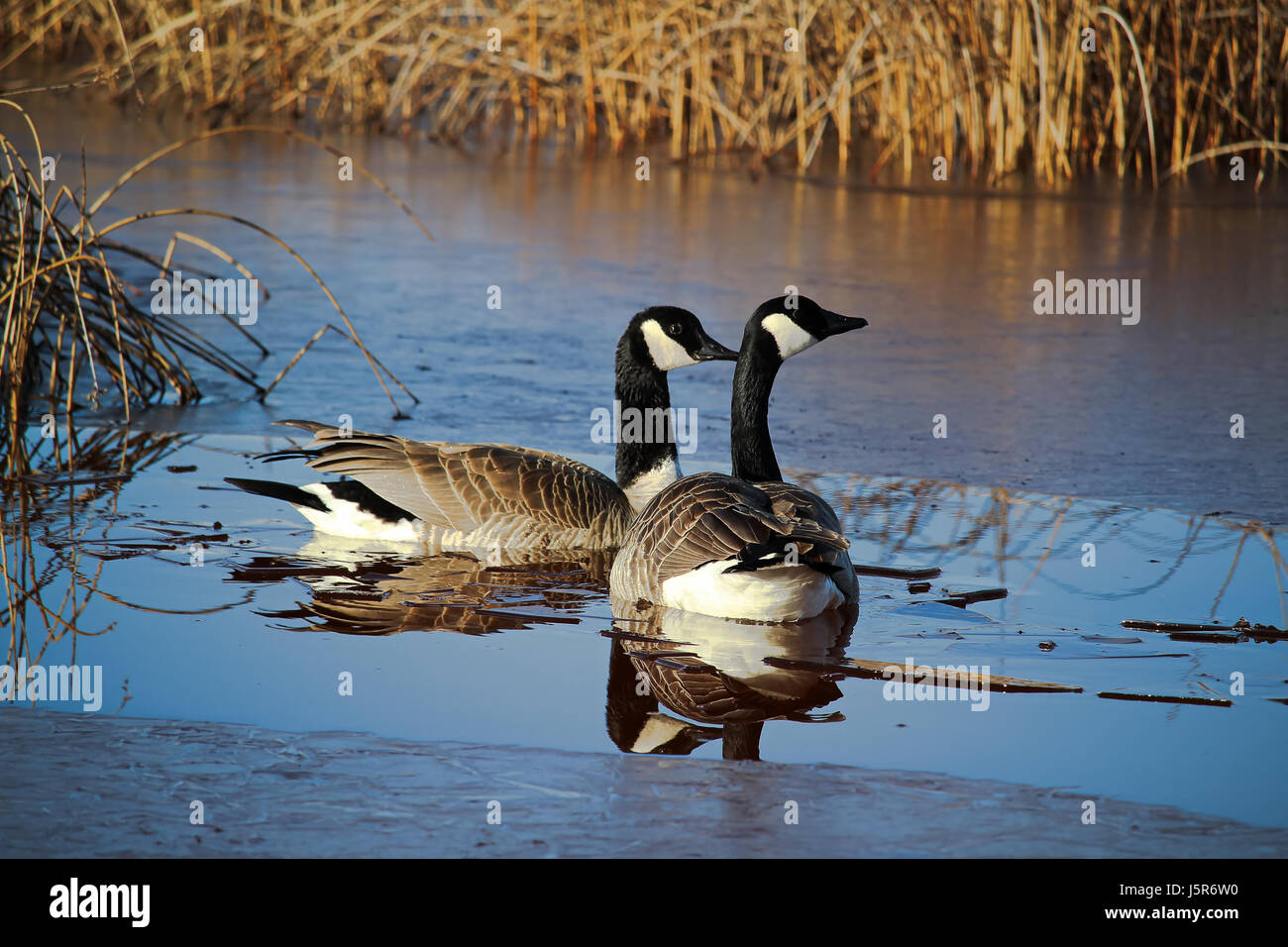 Paarung zweier kanadische Gänse schwimmen auf einem zugefrorenen Teich