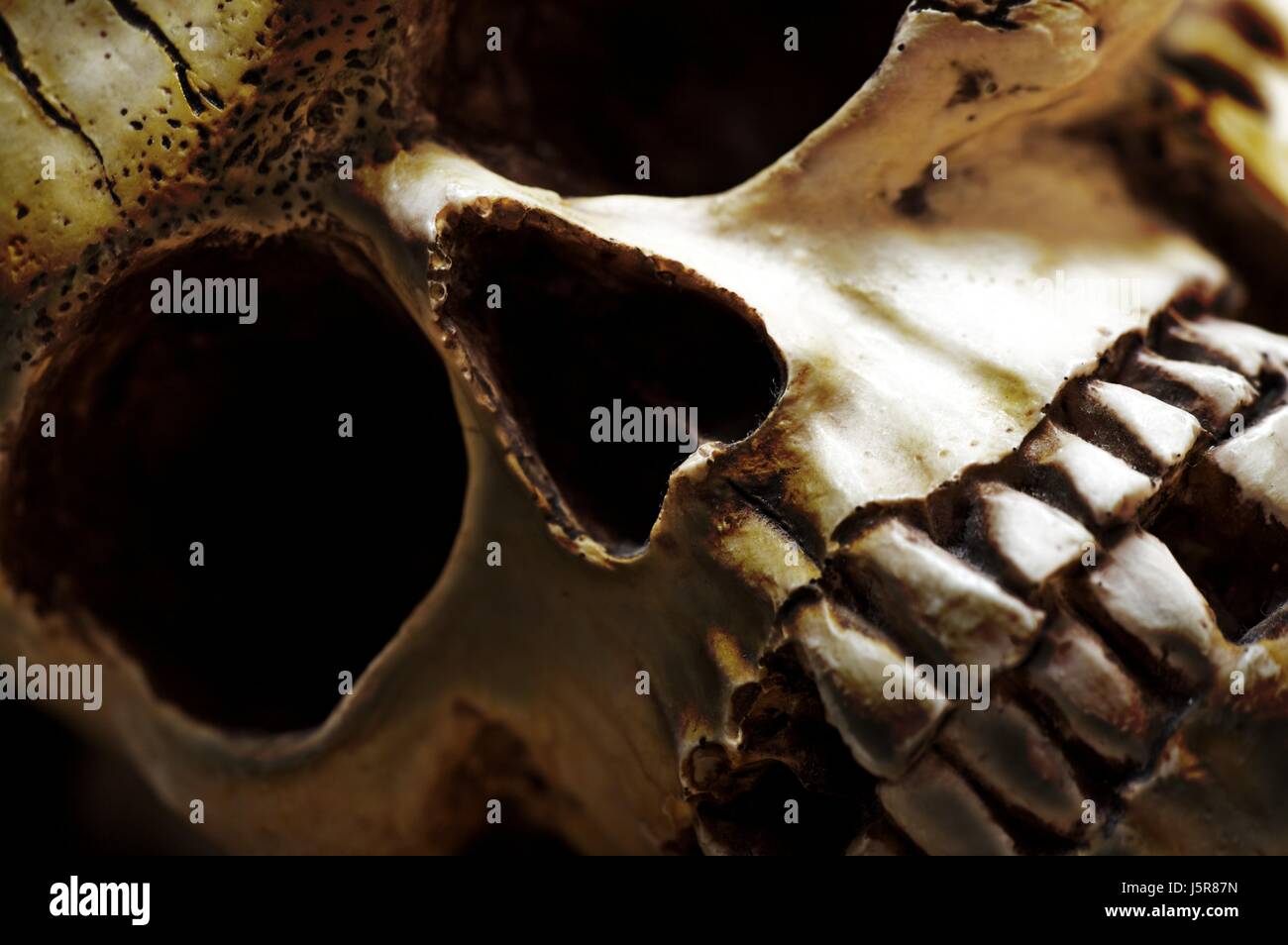 in Tod sterben Zähne menschlichen menschlichen Seins Schädel Auge Einfaßung Nase Knochen Ritzen Stockfoto