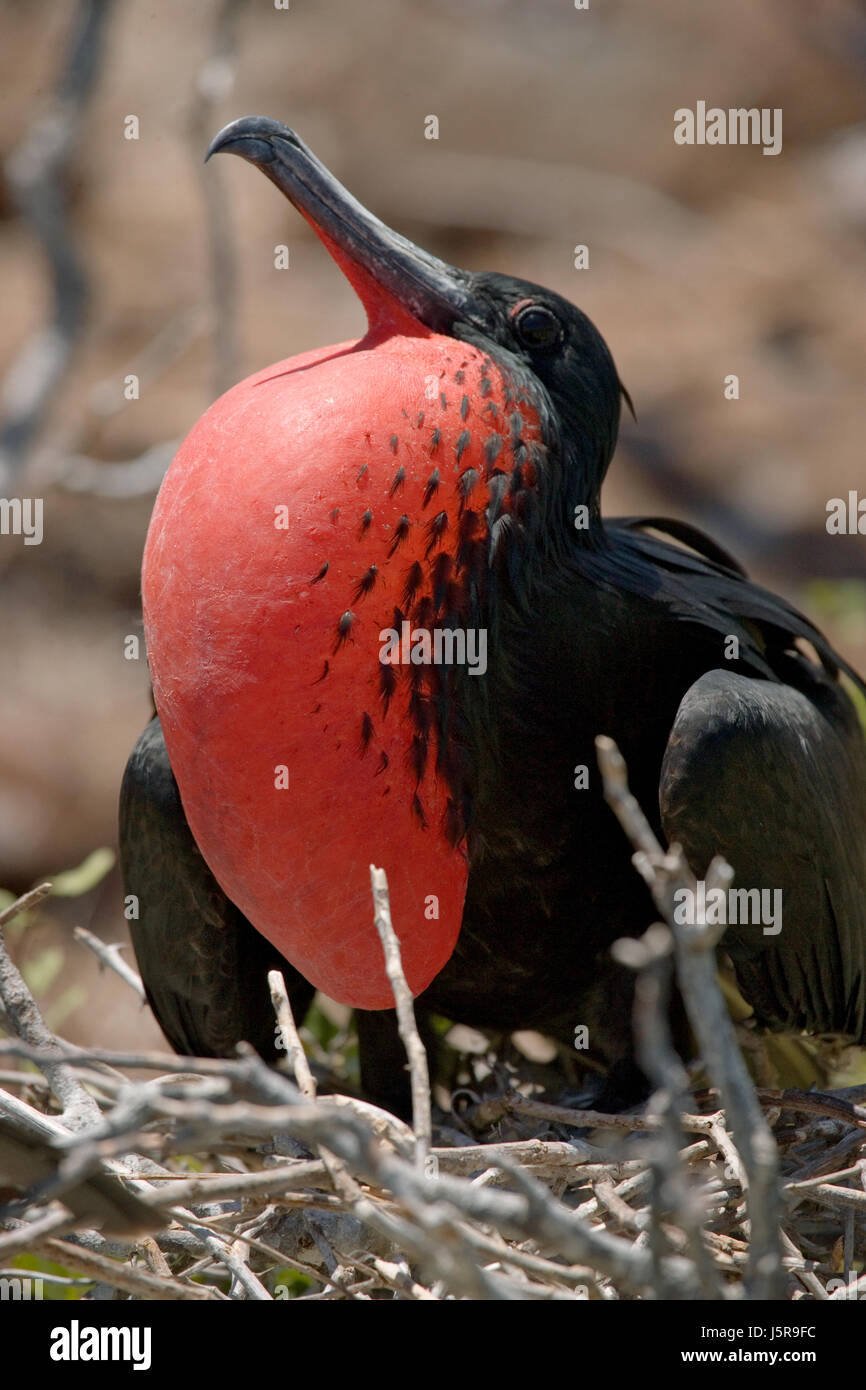 Die Rotbauchfregatte sitzt auf einem Nest. Die Galapagos-Inseln. Vögel. Ecuador. Stockfoto