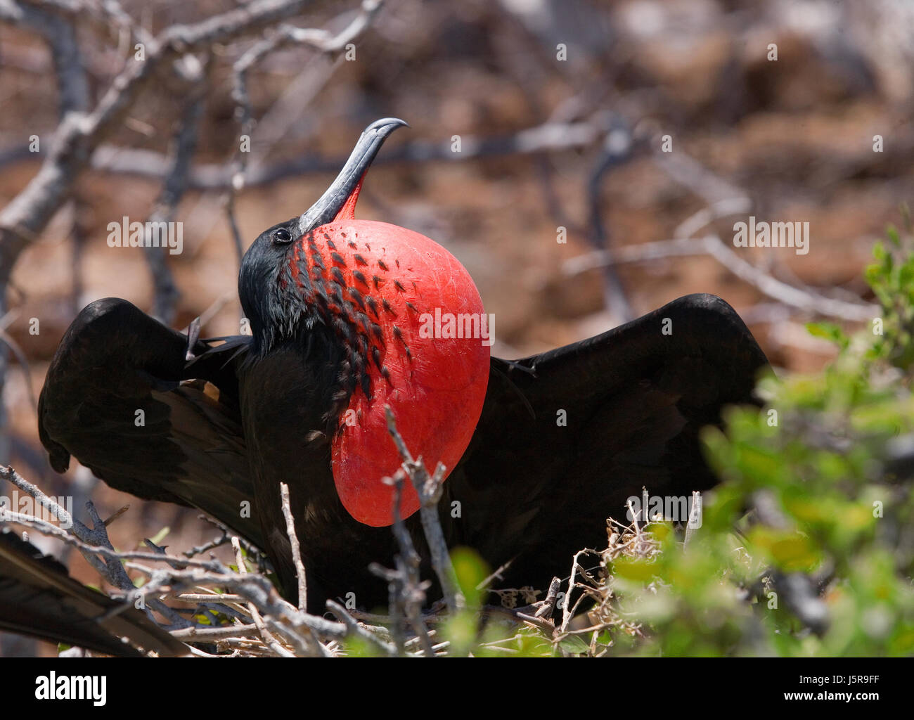 Die Rotbauchfregatte sitzt auf einem Nest. Die Galapagos-Inseln. Vögel. Ecuador. Stockfoto