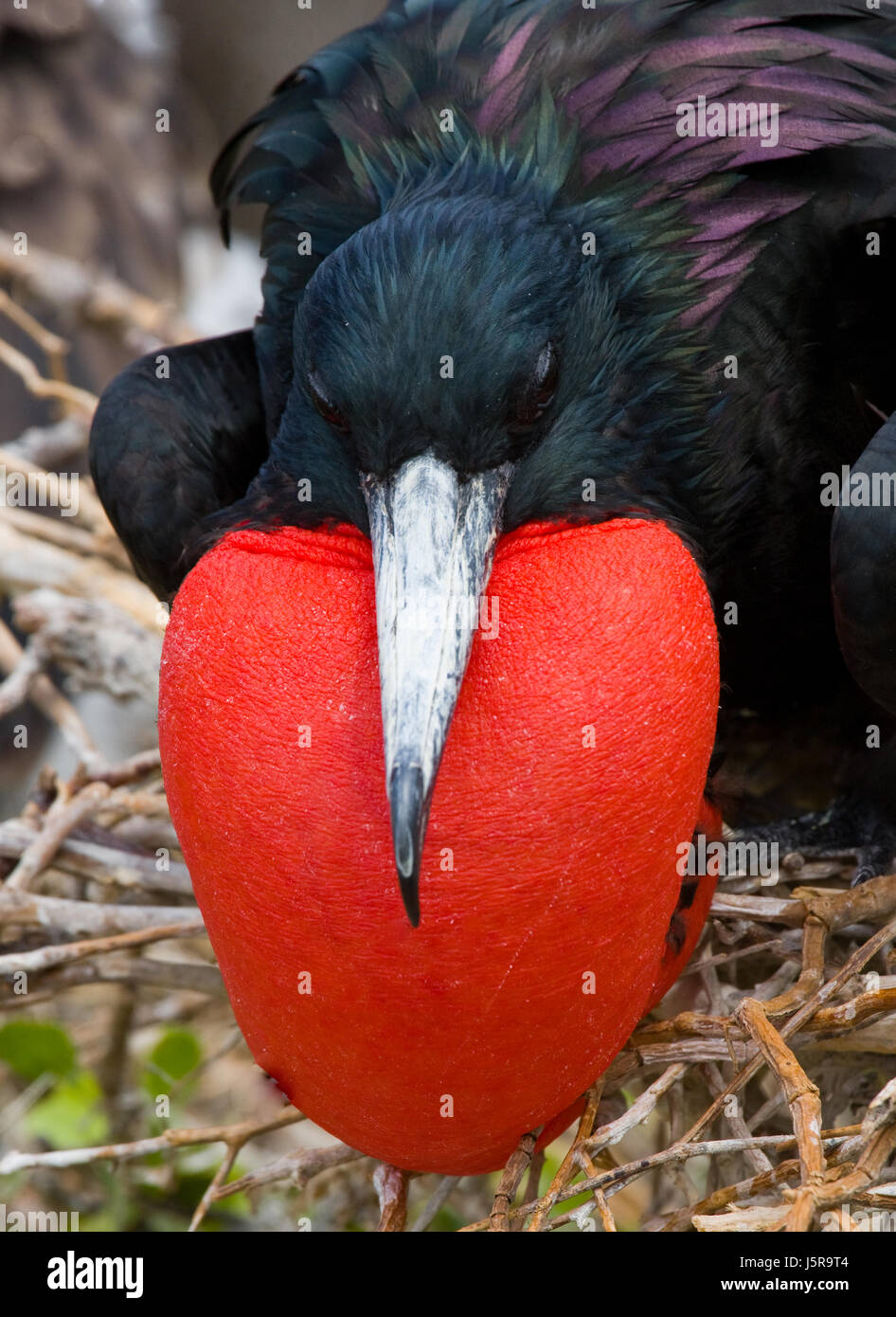 Porträt der Rotbauchfregatte. Die Galapagos-Inseln. Vögel. Ecuador. Stockfoto