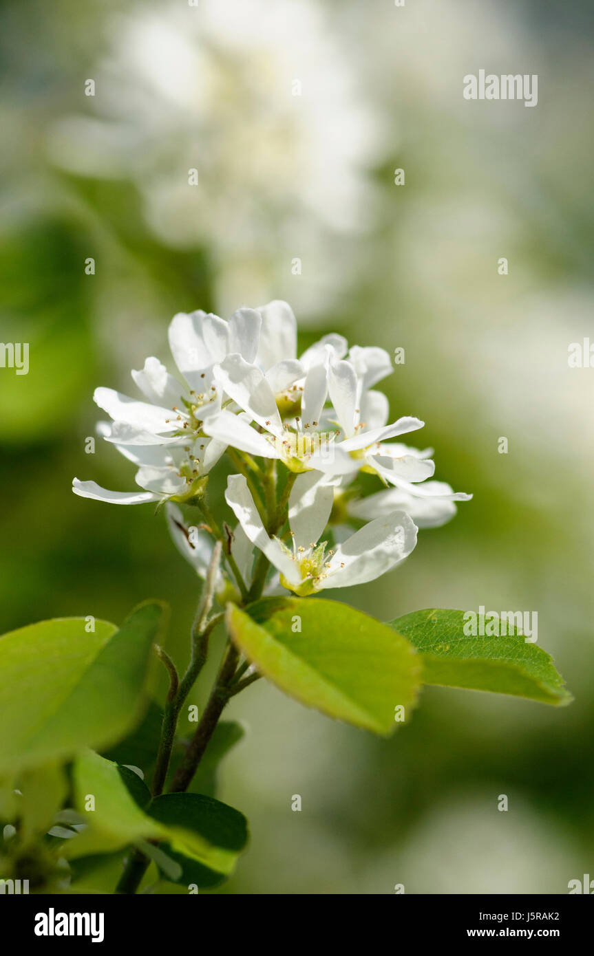 Saskatoon, Amelanchier Alnifolia, kleine weiße farbige Blumen wachsen im Freien. Stockfoto