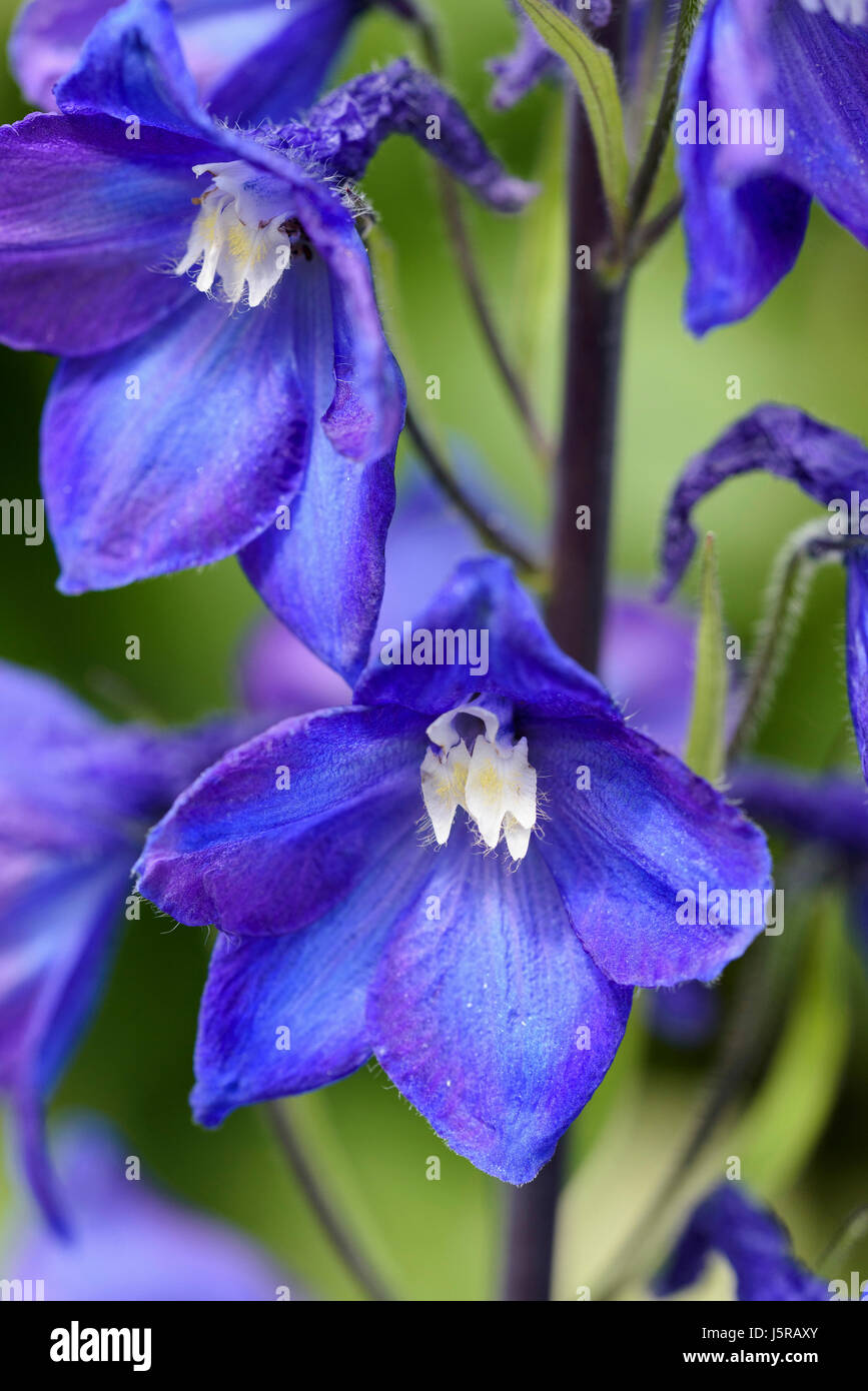 Rittersporn, Delphinium Elatum Sorte, Blues farbige Blumen wachsen im Freien. Stockfoto