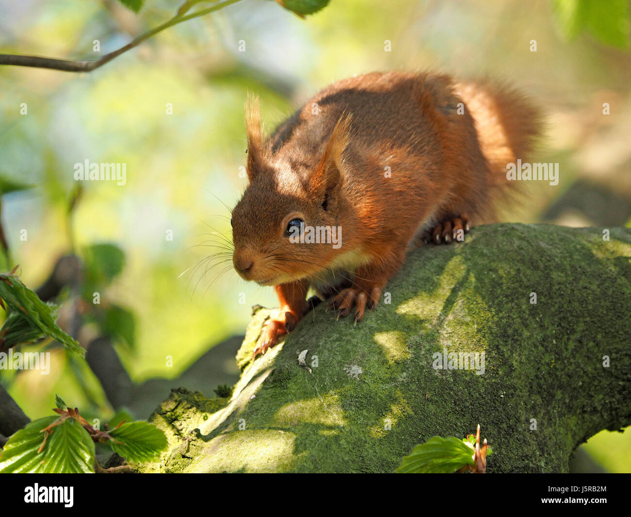 niedliche native eurasischen rote Eichhörnchen (Sciurus Vulgaris) in gutem Licht spielt in Buche in einer von Großbritanniens verbliebenen Festungen, Cumbria, England UK Stockfoto