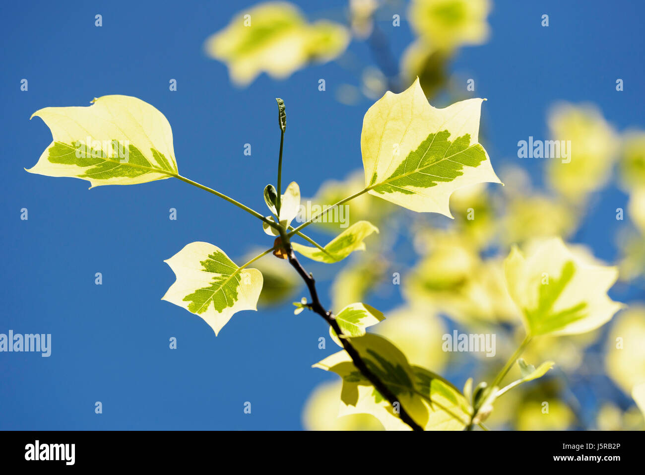Tulpenbaum 'Aureomarginatum', Liriodendron Tulipifera 'Aureomarginatum', Blätter Hintergrundbeleuchtung gelb vor blauem Himmel. Stockfoto