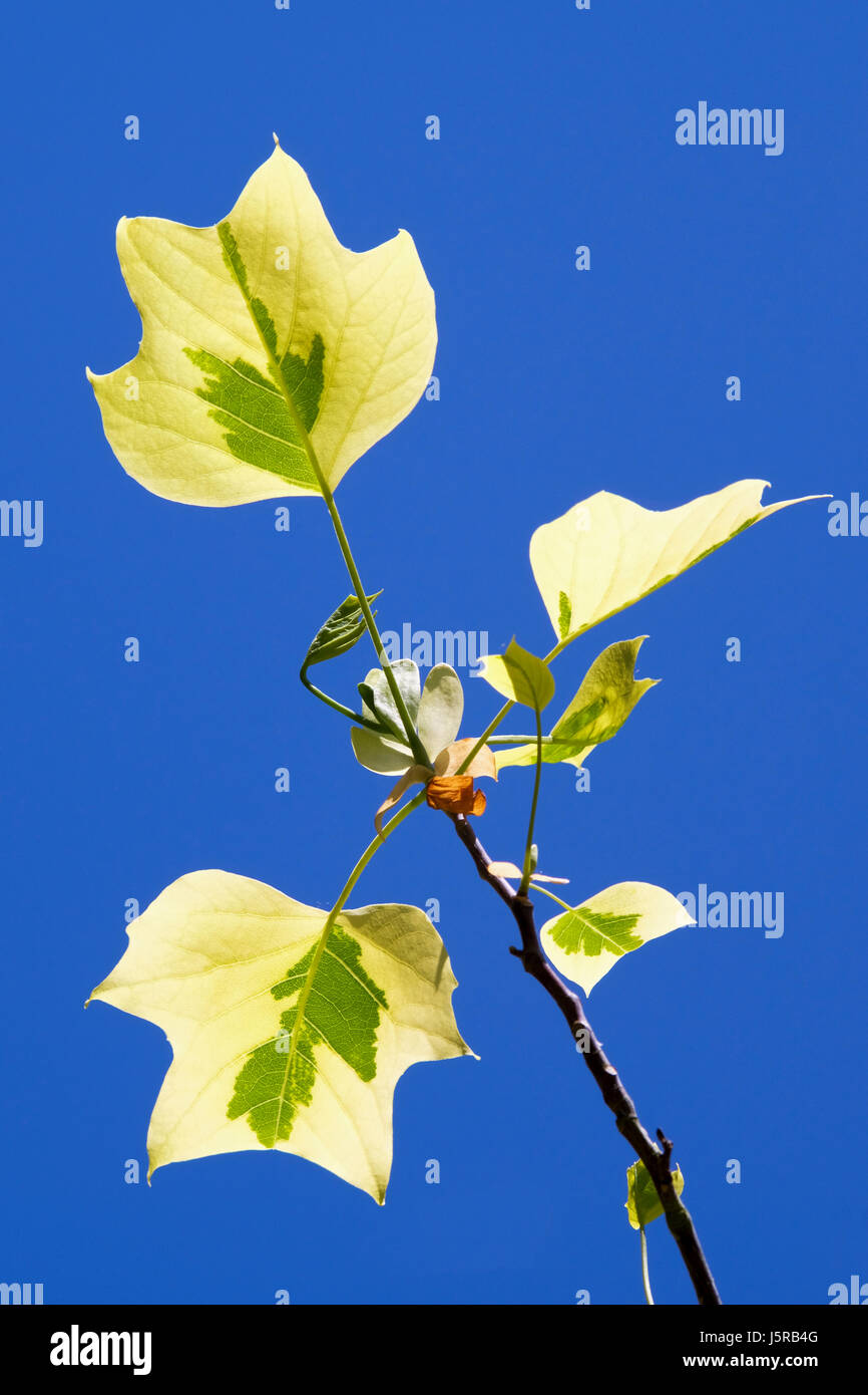 Tulpenbaum 'Aureomarginatum', Liriodendron Tulipifera 'Aureomarginatum', Blätter Hintergrundbeleuchtung gelb vor blauem Himmel. Stockfoto
