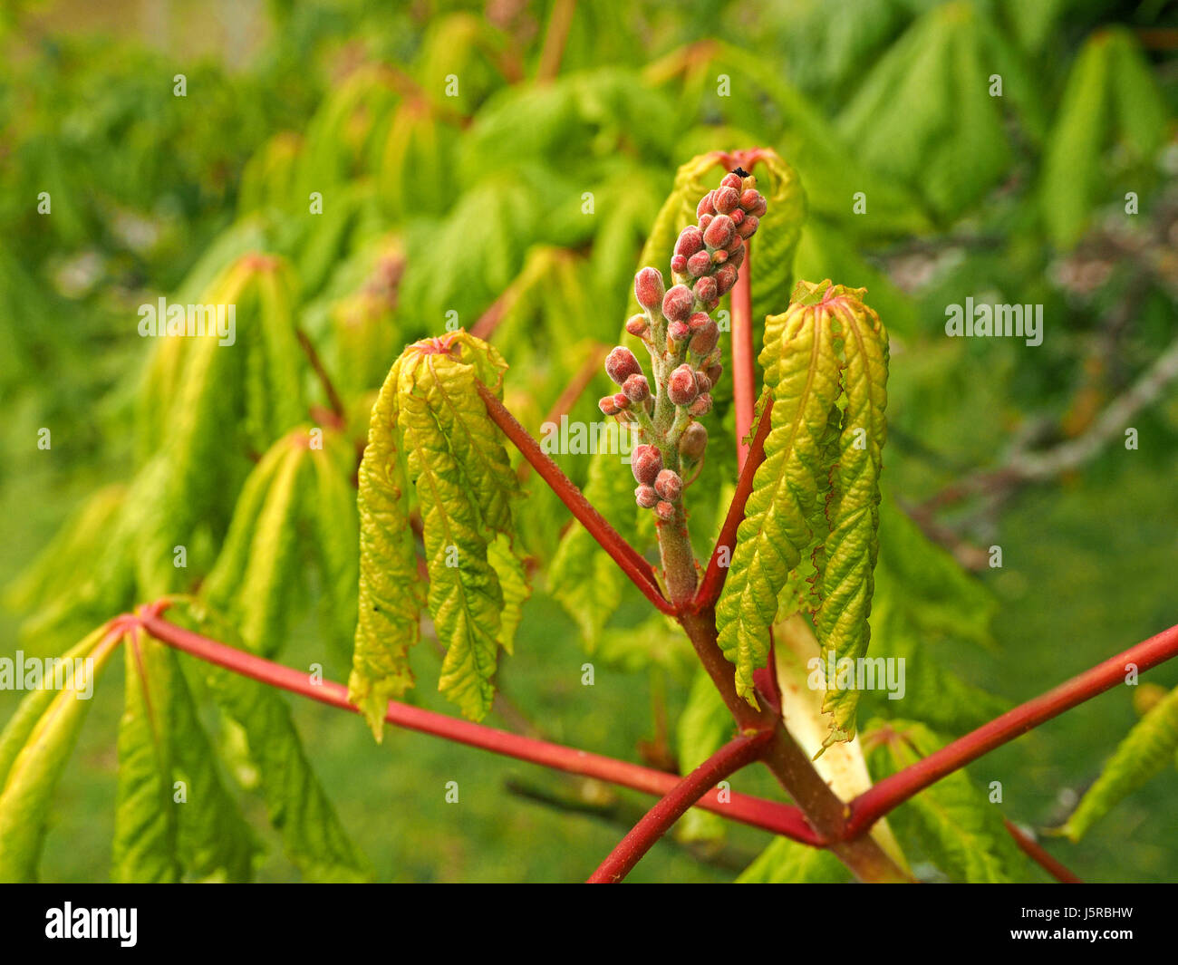 Rosafarbene Knospen auf auftauchenden Blütenstacheln des roten Kastanienbaums (Aesculus x carnea) mit grünem Frühlingslaub in Cumbria, England Stockfoto