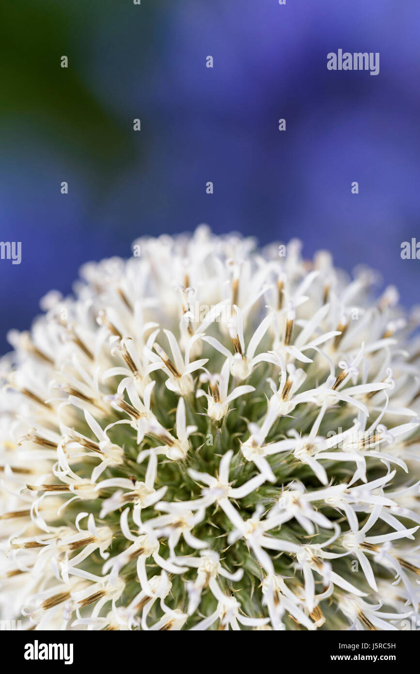 Lauch, Allium "Mount Everest", in der Nähe Detail der weiße Kugel geformt Flowerhead. Stockfoto
