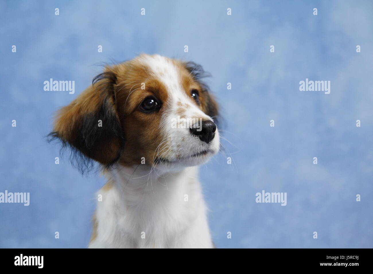 Portrait Hund Studio Welpen Schoßhund Schoßhund Spaniel süße Kooikerhondje sss Stockfoto
