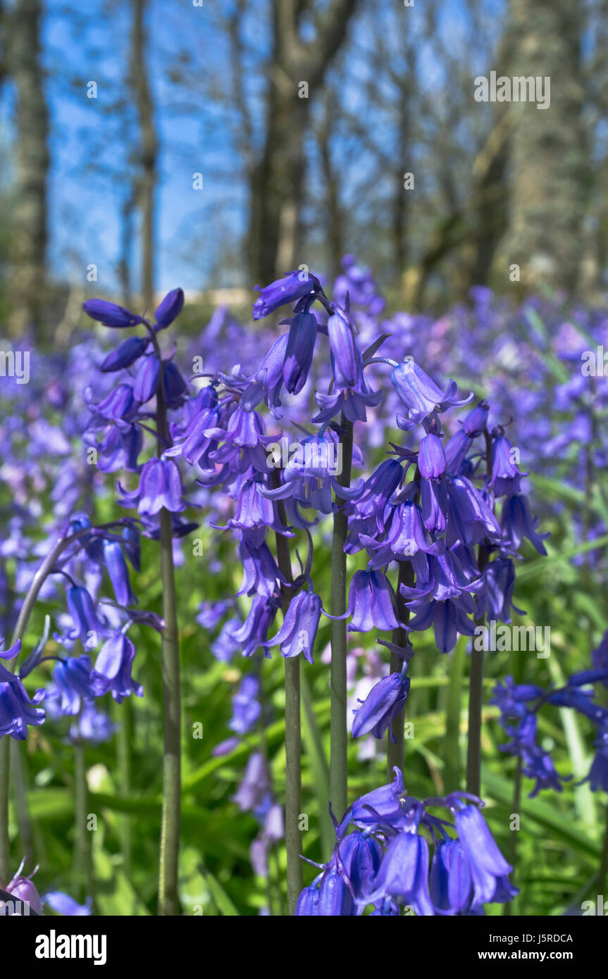 Dh gemeinsame Bluebell BLUME UK Bluebells Nahaufnahme Hyacinthoides non scripta Nahaufnahme Frühling Blumen Stockfoto