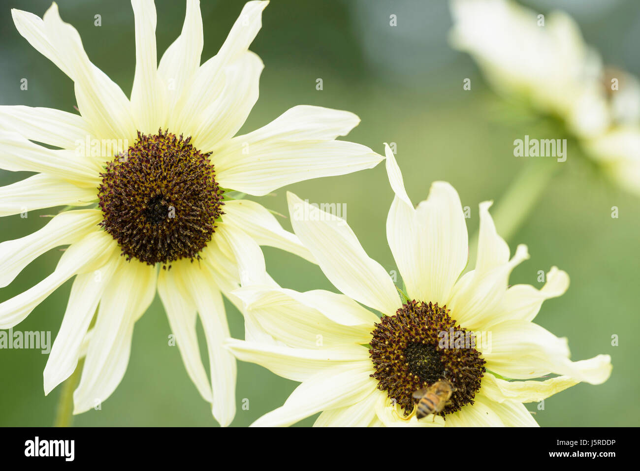 Sonnenblume "italienische weiß', Helianthus Annuus 'Italian White', zwei gelbe Blumen wachsen im Freien. Stockfoto