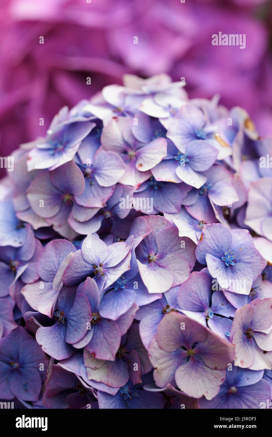 Hortensie, lila farbigen Flowerhead wachsen im Freien. Stockfoto