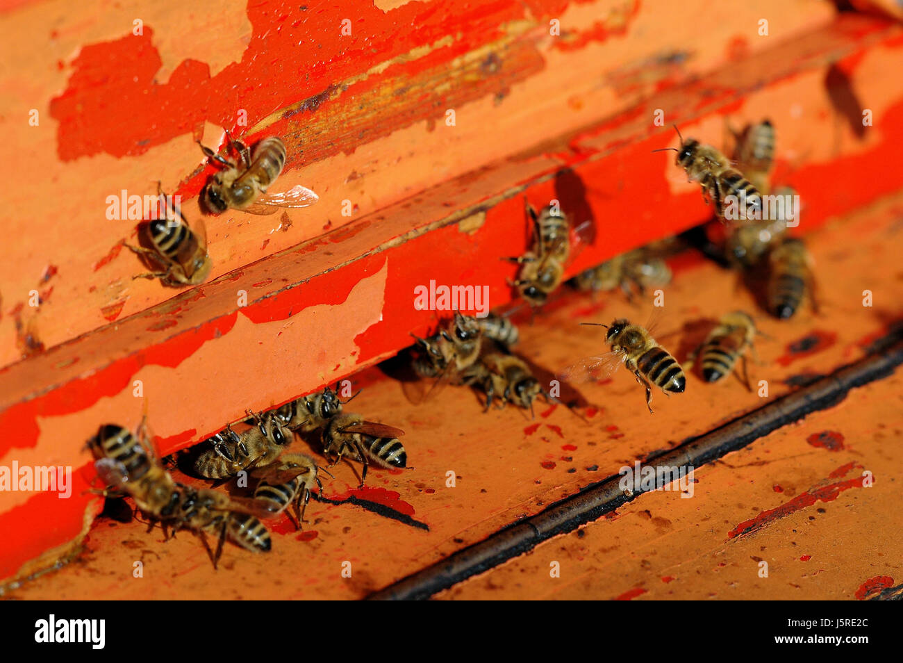 Bienen 10 Stockfoto