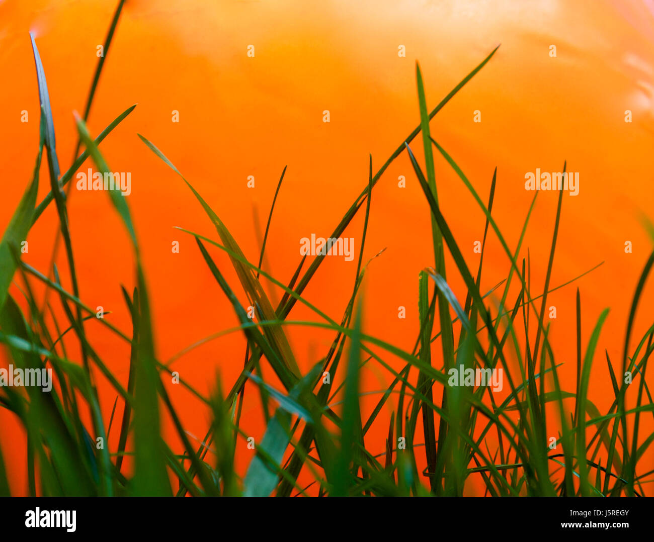 Nassen Naturrasen mit un-natürlich hellen Farben dahinter Stockfoto