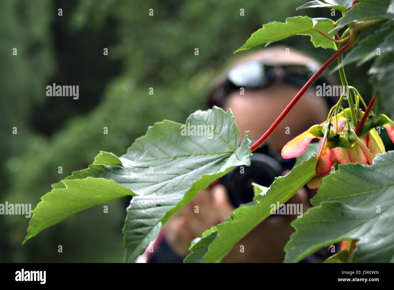 Blatt Blätter menschlicher Mensch Foto Kamera Fotograf versteckt Sonnenbrillen Stockfoto