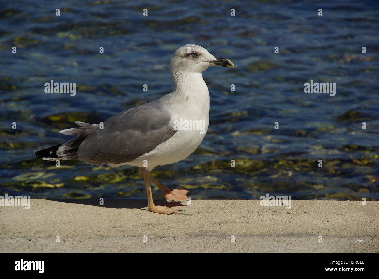 Blauer Vogel Vögel Federn Adria setzen sitzen sitzen Feder Salzwasser Meer Stockfoto