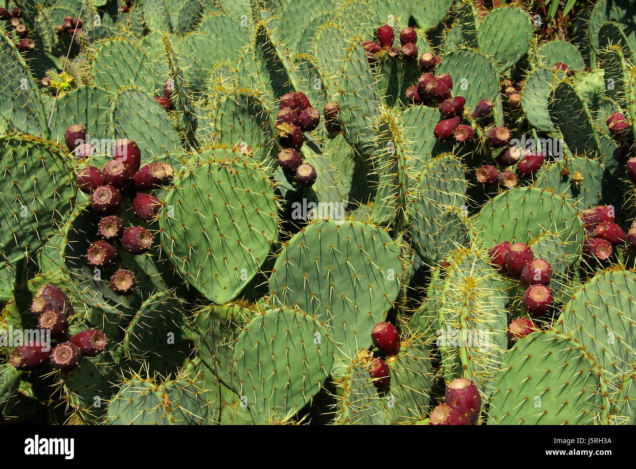 grüne Früchte Kaktus stachelige Stachel Fig Pflanze Natur Feigenkaktus opuntie Stockfoto
