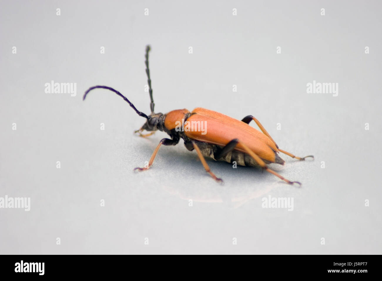 Beine Tieraugen Insekt Käfer Antennen Antenne Bein Natur Rothalsbock roter Stockfoto