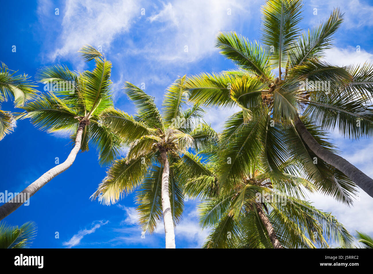 Kokosnuss-Palmen unter bewölktem Himmelshintergrund, Dominikanische Republik-Natur Stockfoto