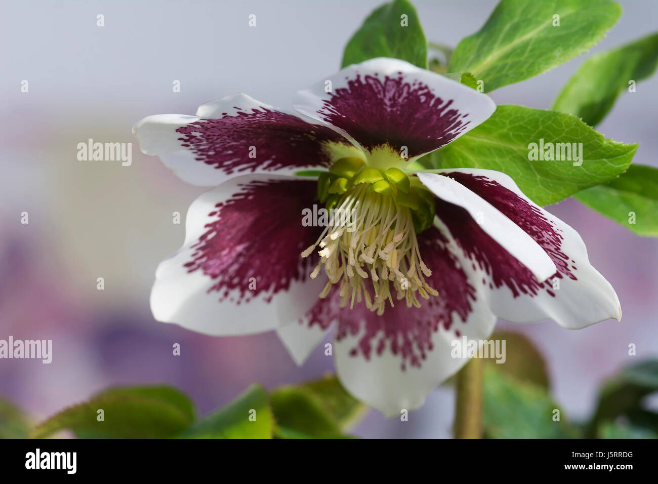 Nieswurz, Helleborus X hybridus 'Harvington weiß gefleckt', lila und weißen Blumen wachsen im Freien. Stockfoto