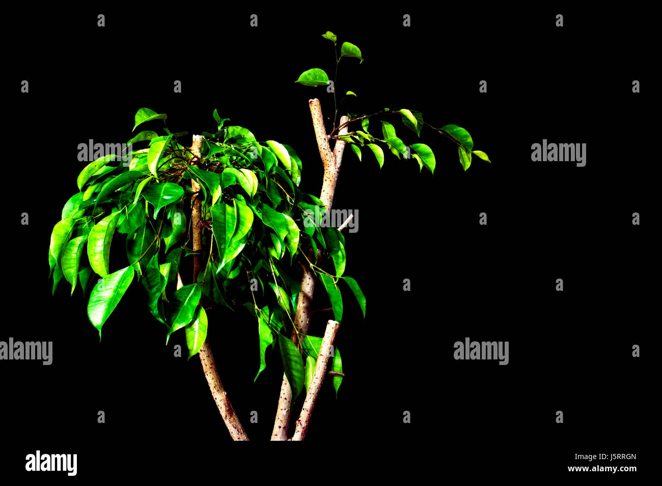 optionale Baum Blatt grün verlässt Indien Zierpflanze Feigen Feigen Birke zu vertreiben Stockfoto