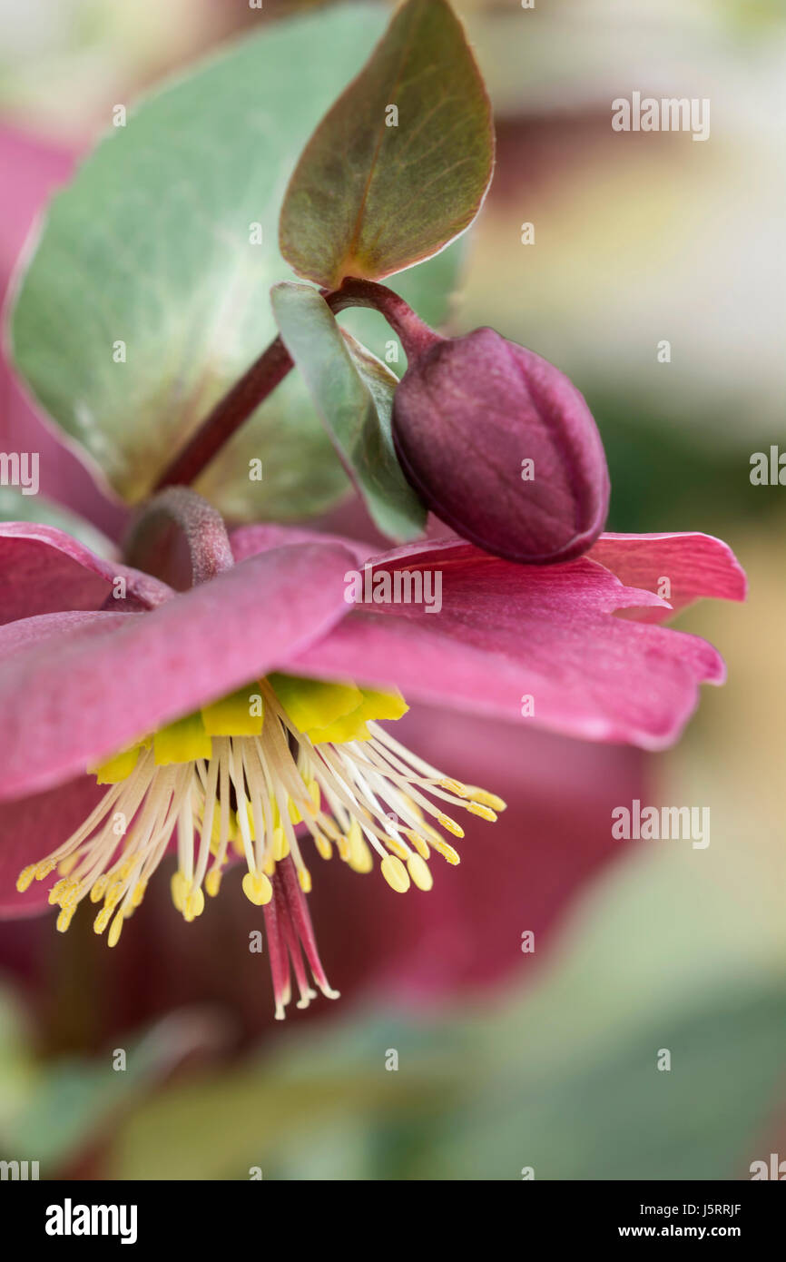 Nieswurz, Helleborus, rotbraun gefärbte Blume wachsen im Freien. Stockfoto