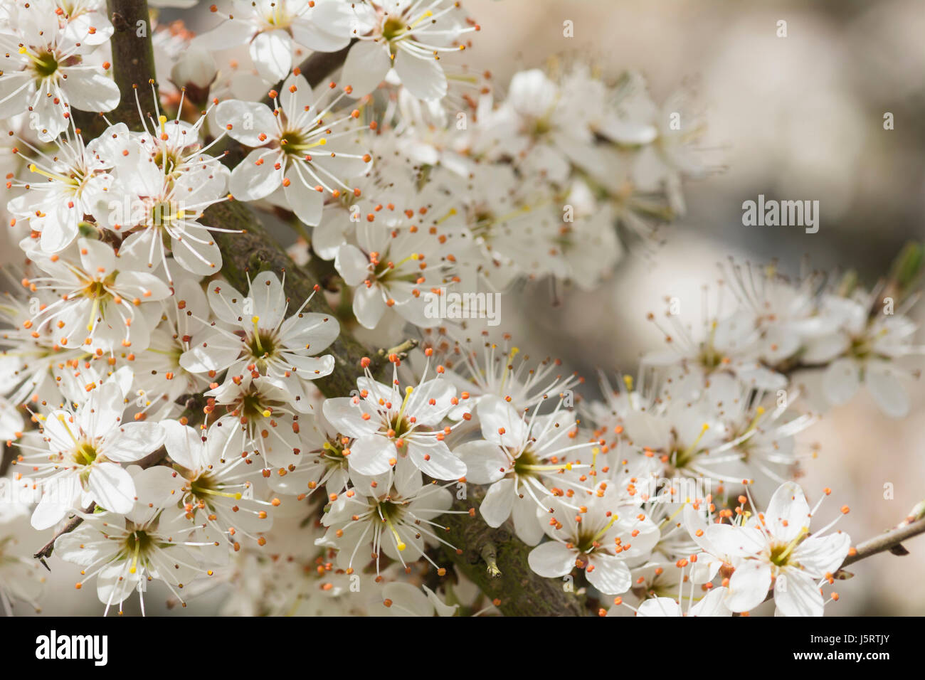 Schlehe, Schlehe, Prunus Spinosa, weißen Blüten wachsen im Freien. Stockfoto