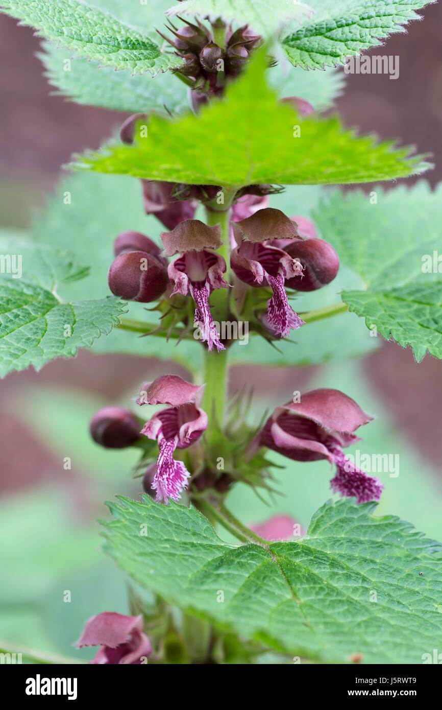 Riesen taubnessel Fotos und Bildmaterial in hoher Auflösung Alamy