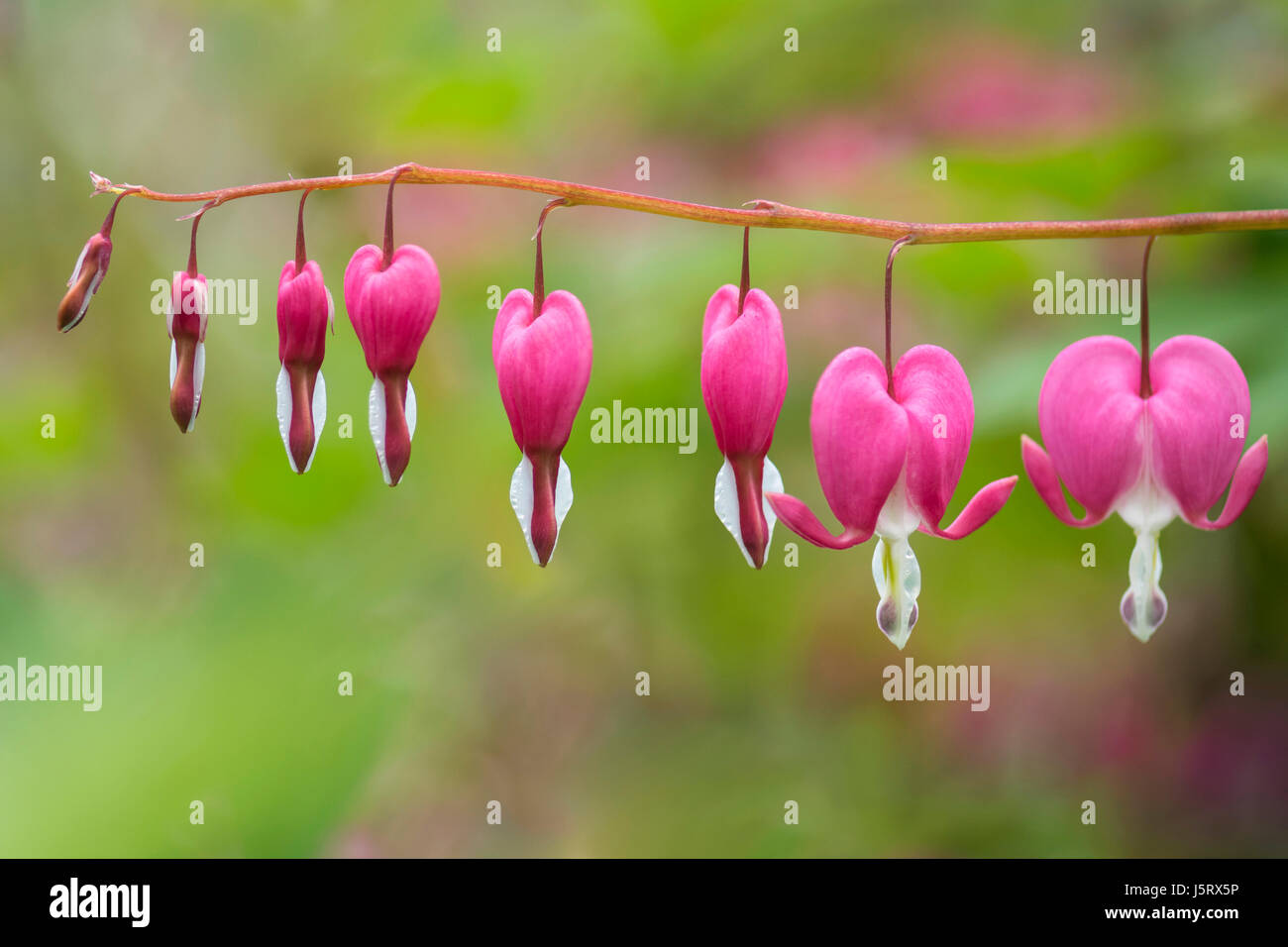 Lamprocapnos Spectabilis, Tränendes Herz rosa farbigen Blüten wachsen im Freien. Stockfoto